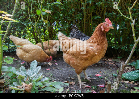 Batteria Gallina polli di salvataggio Foto Stock