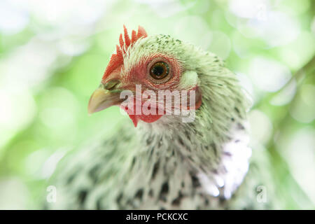 Sablepoot pollo Gallina Foto Stock