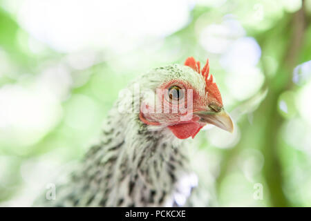 Sablepoot pollo Gallina Foto Stock