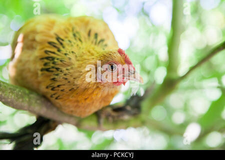 Sablepoot pollo Gallina Foto Stock