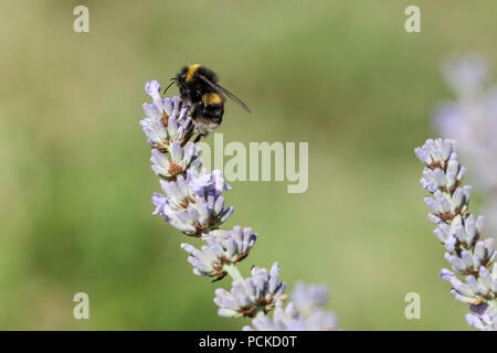 Ape su lavanda Foto Stock