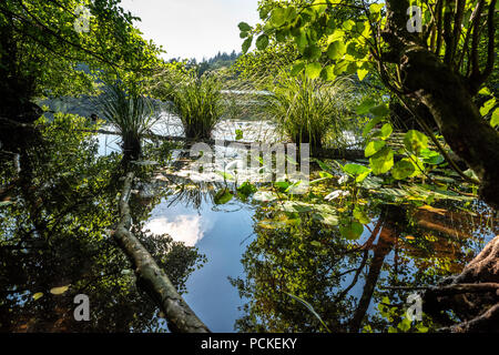 Bellissima vista di un lago nascosto nel cuore della foresta. Foto Stock