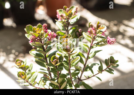 Gli spazi urbani = luce naturale attraverso una rosa di Hebe su un piccolo balcone Urbano garden. Foto Stock