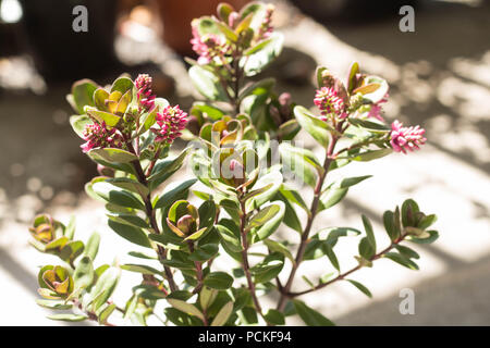 Gli spazi urbani = luce naturale attraverso una rosa di Hebe su un piccolo balcone Urbano garden. Foto Stock