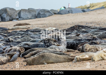 Grande gruppo di foche grigie tirata fuori sulla spiaggia sabbiosa, adulti maschi e femmine e cuccioli, adulti arricciati verso l'alto. Foto Stock