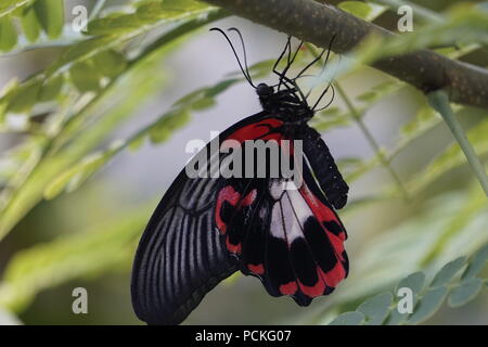 Scarlet Mormone Butterfly, Enmax conservatorio, Cagary Zoo di Calgary, Alberta, Canada Foto Stock