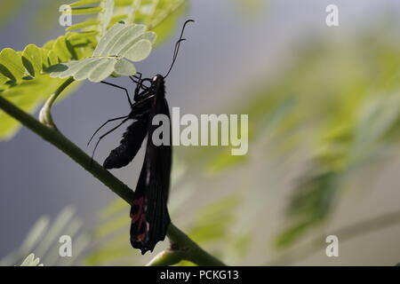 Scarlet Mormone Butterfly, Enmax conservatorio, Cagary Zoo di Calgary, Alberta, Canada Foto Stock