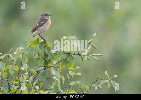 European stonechat (Saxicola rubicola), femmina, seduto su un arbusto, Emsland, Bassa Sassonia, Germania Foto Stock