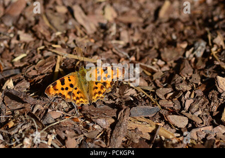 Red Admiral (Vanessa Atalanta) è seduta sul terreno, Schlewig-Holstein, Germania Foto Stock