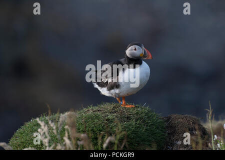 Atlantic Puffin (Fratercula arctica) permanente sulla grassy clifftop rivolto a destra, sulla lunga, Scozia Foto Stock