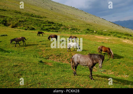 Cavalli al pascolo, Muzina Pass, Qafa e Muzinës, Qar Argirocastro, Qark Vlora Albania Foto Stock