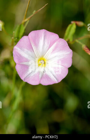 Campo centinodia (Convolvulus arvense), bloom, Nord Reno-Westfalia, Germania Foto Stock