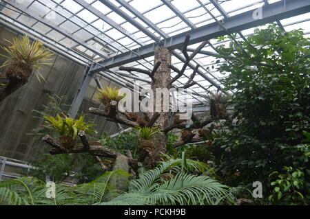 All'interno della serra botanico Foto Stock