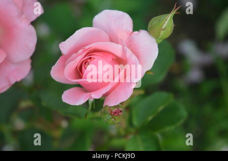 Rosa Rose Garden Foto Stock