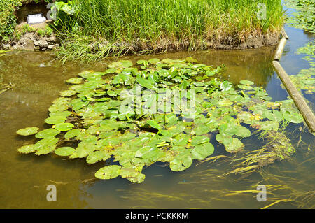 Ninfea gialla nome latino Nuphar lutea Foto Stock