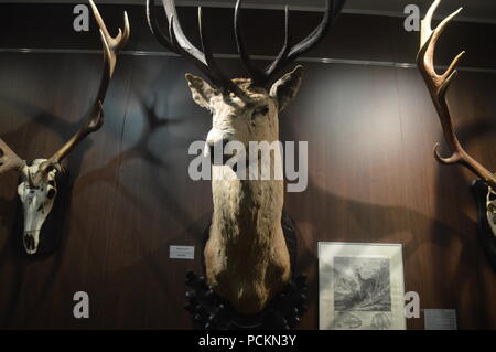 Il 'August von spiess' museo della caccia Foto Stock