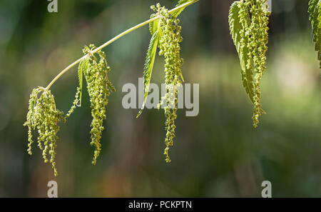 Close-up di fioritura ortica. Urtica dioica. Dettaglio di un gambo di erba medicinale con rugiadoso foglie verdi e fiorisce su un naturale sfondo sfocato. Foto Stock