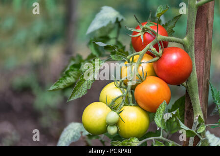 Grappolo di pomodori rossi a varie fasi di maturazione. Solanum lycopersicum. Mature e frutti immaturi crescente bacche di pomodoro close-up. Verde impianto bio, giardino. Foto Stock