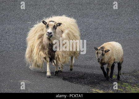 Le pecore sulla strada in estate Foto Stock