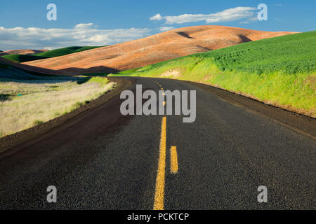 Strada rurale attraverso campi di grano, Walla Walla County, Washington Foto Stock