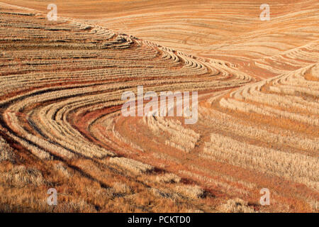 Wheatfield, Walla Walla County, Washington Foto Stock