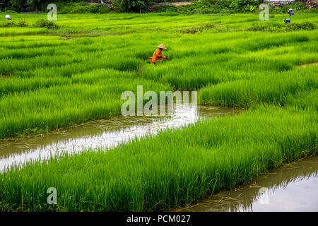 Lavoratore di riso nei campi durante il raccolto estivo. Foto Stock