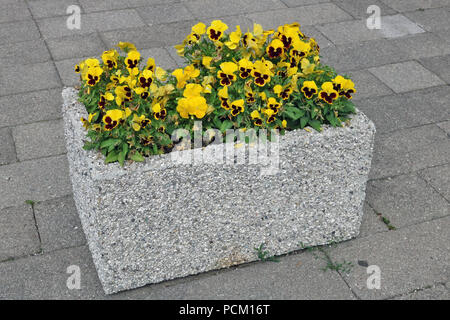 Pansies delicati fiori gialli crescono in un semplice pietra concrete street vaso. Foto Stock