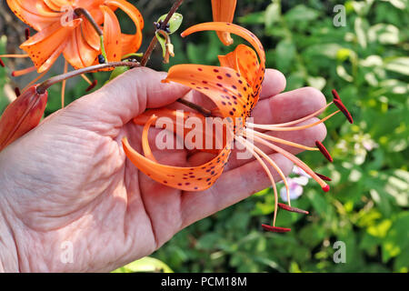 L'agricoltore sta tenendo in mano un bouncy orange fiore di giglio. Soleggiata giornata estiva all'aperto shot Foto Stock