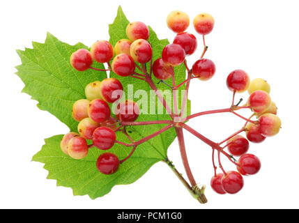 Le bacche di un pallon di maggio in estate sono dipinte di giallo e di colore rosso. Isolato su bianco studio shot macro Foto Stock