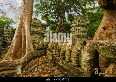 Tetto di Ta Phrom tempio di Angkor, Cambogia, con alberi che crescono attraverso le rovine Foto Stock