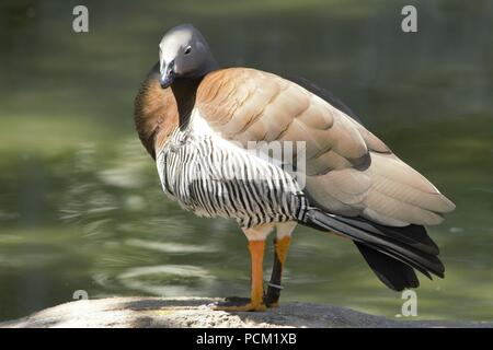 Ashy-headed Goose (Chloephaga poliocephala) Foto Stock
