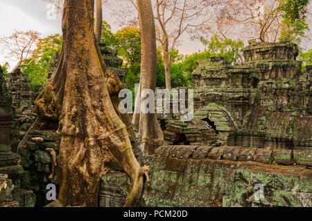 Alberi della giungla hanno ricoperta sui tetti di Ta Phrom tempio di Angkor, Cambogia. Foto Stock