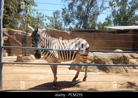 Zebra in Zoo di San Diego, California USA Foto Stock