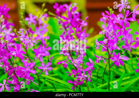 Bella viola Ascocenda orchidee fiori decorate all'aeroporto di Bangkok, Tailandia. Petalo violetta ascocenda fiori di orchidea in night shot con gra Foto Stock