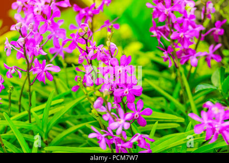 Bella viola Ascocenda orchidee fiori decorate all'aeroporto di Bangkok, Tailandia. Petalo violetta ascocenda fiori di orchidea in night shot con gra Foto Stock