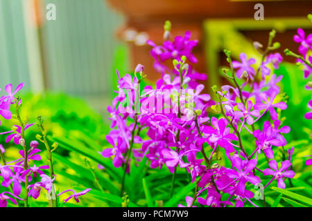 Bella viola Ascocenda orchidee fiori decorate all'aeroporto di Bangkok, Tailandia. Petalo violetta ascocenda fiori di orchidea in night shot con gra Foto Stock