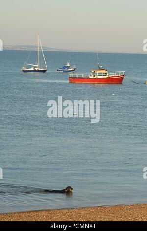 PaddlingThorpe Bay, Southend-on-Sea, Essex, Regno Unito. Il 3 agosto, 2018. Meteo REGNO UNITO: mattina vedute sulla spiaggia di Thorpe Bay - una vista di un cane nuoto Credit: Ben rettore/Alamy Live News Foto Stock