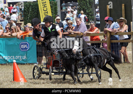 Il Palazzo di Blenheim, UK. Il 3 agosto 2018. Gin Tonic danno il loro meglio nel scurry guidando il secondo giorno di Countryfile Live che è per quattro giorni al Palazzo di Blenheim Immagine: Ric Mellis 3/8/2018 Credit: Ric Mellis/Alamy Live News Foto Stock