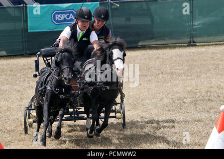 Il Palazzo di Blenheim, UK. Il 3 agosto 2018. Gin Tonic danno il loro meglio nel scurry guidando il secondo giorno di Countryfile Live che è per quattro giorni al Palazzo di Blenheim Immagine: Ric Mellis 3/8/2018 Credit: Ric Mellis/Alamy Live News Foto Stock