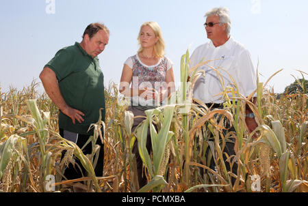 Ventschow, Germania. 03 Ago, 2018. Manuela Schwesig (SPD), Premier del Meclemburgopomerania occidentale, in piedi con Dieter Gebhardt (L), amministratore delegato della cooperativa e Detlef Kurreck, presidente dello stato degli agricoltori in un caratteristicamente a basso campo di mais durante il suo tour di raccolto nella cooperativa Agrarprodukte Kleekamp. (Su 'Primo Ministro su un raccolto tour - visita a quattro aziende agricole' del 03.08.2018) Credito: Bernd Wüstneck/dpa/Alamy Live News Foto Stock