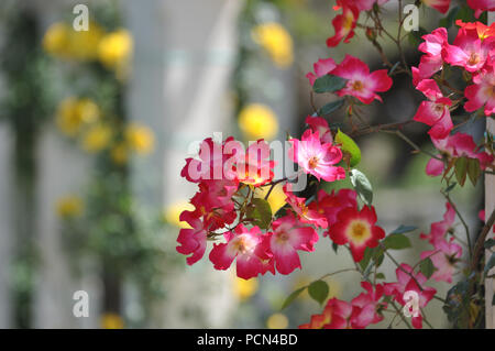 Varie fioritura rossa e rose bianche a Rosedal nel giardino delle rose, Buenos Aires Foto Stock