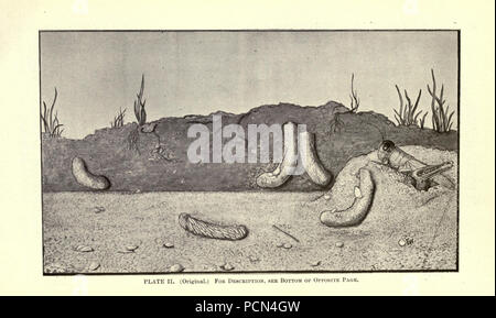 Erba medica, cavallette, api- il loro rapporto (pagina 22) Foto Stock