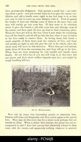 Erba medica, cavallette, api- il loro rapporto (pagina 120) Foto Stock