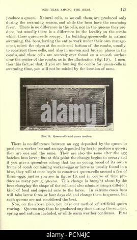 Erba medica, cavallette, api- il loro rapporto (pagina 123) Foto Stock