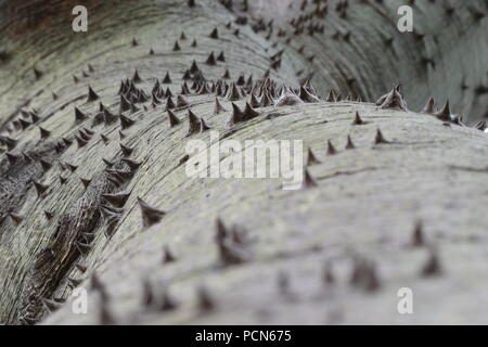 Corteccia di seta floss tree (Ceiba speciosa) (palo borracho) con Affilato conico spine Foto Stock