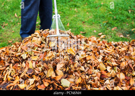 Pulizia uomo caduto foglie di autunno nel cortile posteriore Foto Stock