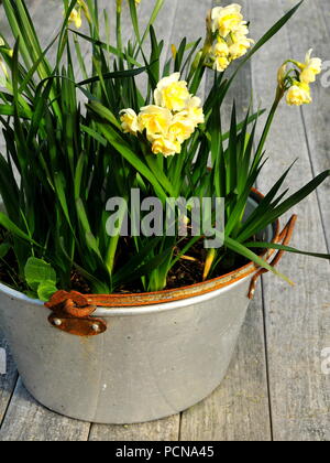 Narcisssus 'Earlicheer' jonquils in vasca di alluminio, che fiorisce in pieno inverno Foto Stock