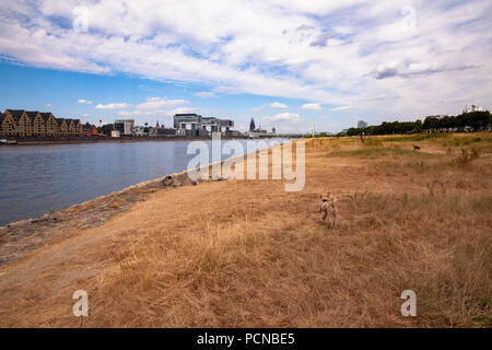 Acqua bassa del fiume Reno, luglio 31, 2018 essiccato fino prati sul fiume Reno, vista del porto di Rheinau e la cattedrale di Colonia, Germania. Nie Foto Stock