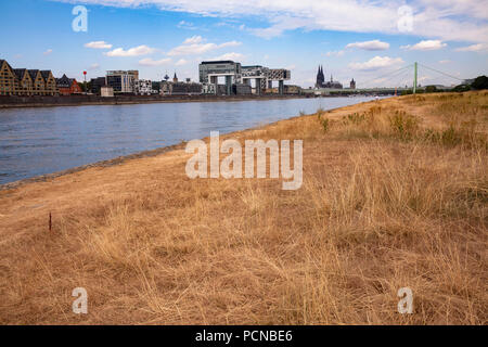 Acqua bassa del fiume Reno, luglio 31, 2018 essiccato fino prati sul fiume Reno, vista del porto di Rheinau e la cattedrale di Colonia, Germania. Nie Foto Stock