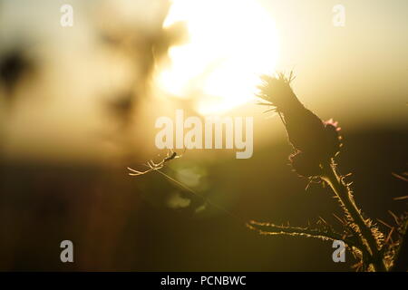 Un ragno si arrampica lungo il suo web da un thistle come il sole tramonta su una calda sera d'estate Foto Stock